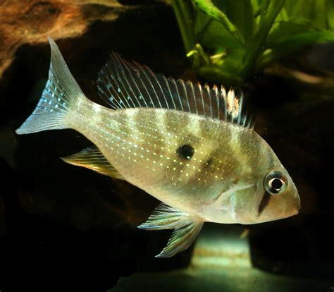 Acarichthys Heckelii 15 Threadfin Geophagus