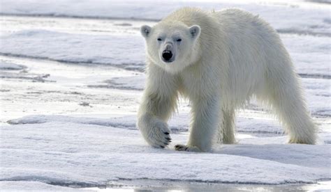 Animales en Peligro de Extinción Una Guía para Niños optimos