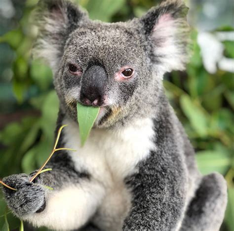 Leafs Fan From Downunder Heres An Angry Koala Eating A Eucalyptus