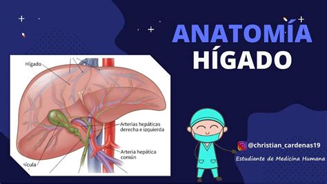 Anatomía del Hígado CardeMedic uDocz