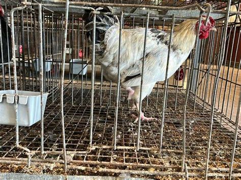 Wyandotte Mix Rooster Rogers Community Auction Inc