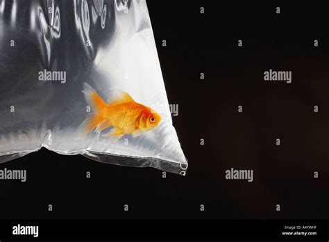 Goldfish In Plastic Bag Stock Photo Alamy