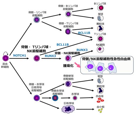 骨髄ナチュラルキラー（nk）前駆細胞性急性白血病は新規の独立した白血病である 【髙木正稔 寄付講座教授】 国立大学法人 東京医科歯科大学