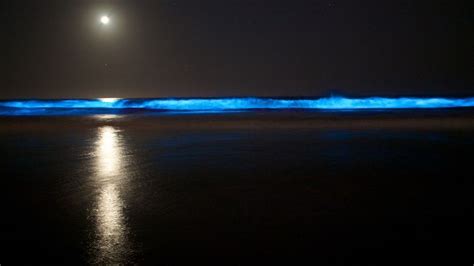 Best Bioluminescent Beaches In The World - Traveller's Elixir