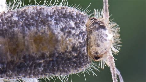 Truco De Limpieza Para Deshacerte De Los Pececillos De Plata