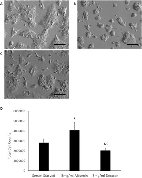 Comparison Of Hepg2c3a Cell Morphology And Total Cell Counts After 72