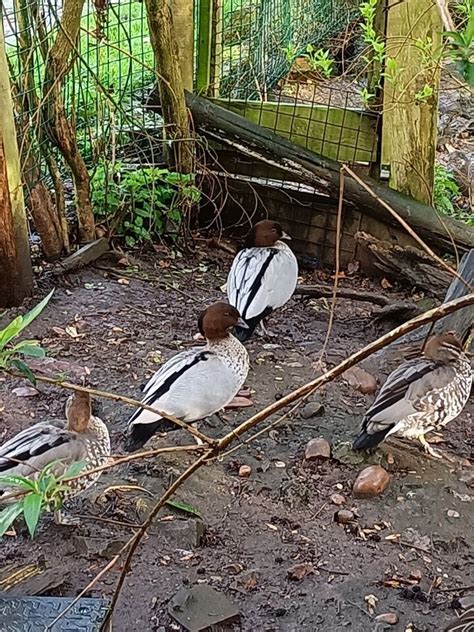 6 Maned Goose Wood Duck Hatching Eggs Ebay