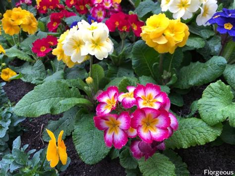 Primrose Companion Plants Prettiest Picks For Your Garden Florgeous