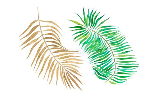 Watercolour Palm Leaf Tropical Plant Element Hand Drawn Botanical