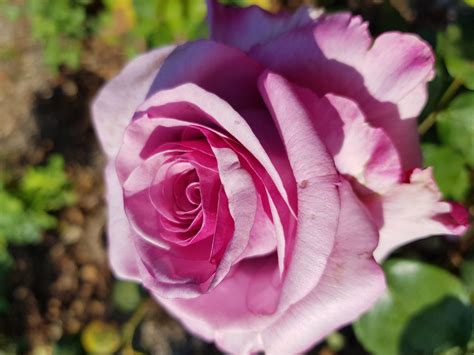 Neptune Hybrid Tea Rose