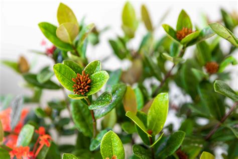 Ixora Indoor Plant Care And Growing Guide