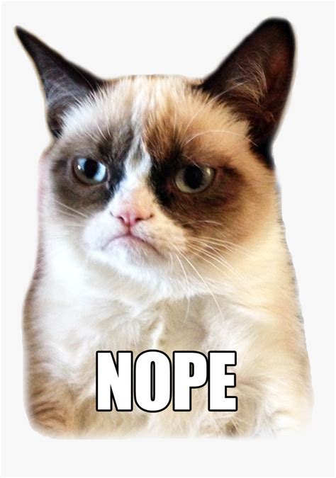 Grumpy Cat Nope Gif, HD Png Download , Transparent Png Image - PNGitem