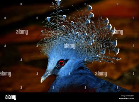 Head Of Tropical Bird With Blue Plumage Blue Crest And Red Eyes Stock