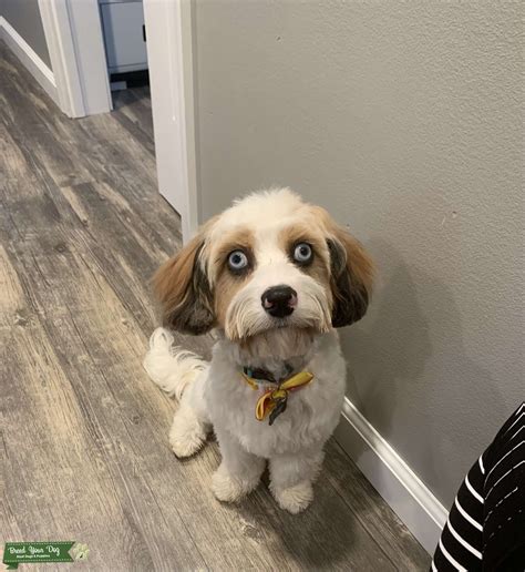 Blue Eyed Cavapoo - Stud Dog in New Jersey , the United States | Breed Your Dog