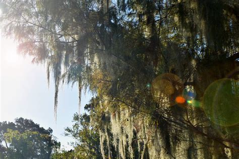 Swamp Scenery | See An Authentic Swamp Tour | Airboat Adventures