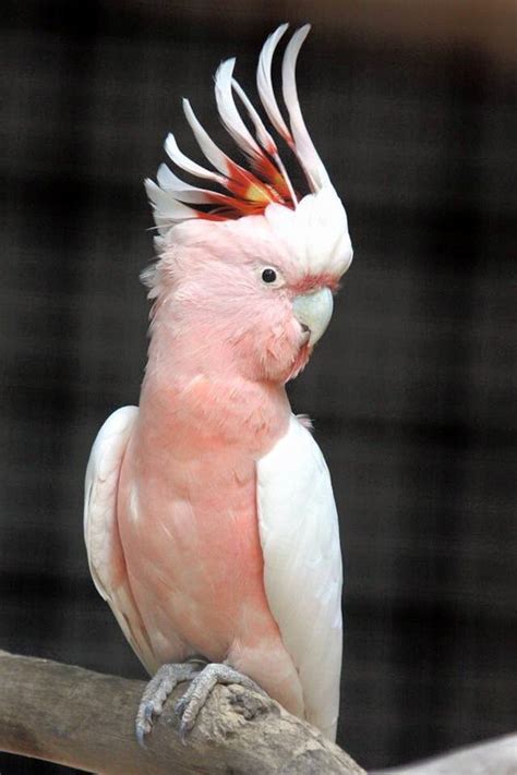 Links 4 3 16 Naked Capitalism