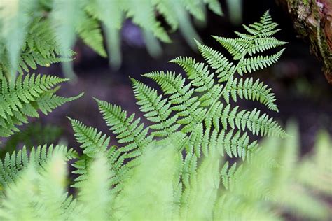 Fern Foliage Leaves Free Photo On Pixabay Pixabay