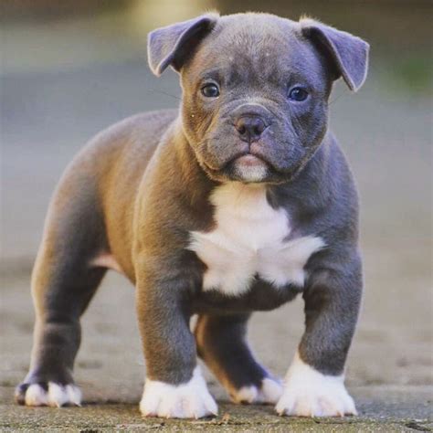 Teacup Pitbull Puppies