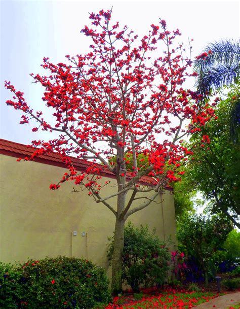 Red Kapok Tree Sanibel Moorings