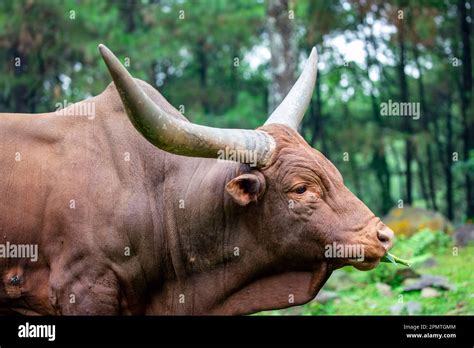 The Ankole Watusi Is A Modern American Breed Of Domestic Cattle It Derives From The Ankole