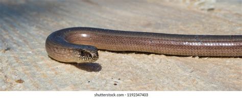 Small Snake Copperhead On Surface Stock Photo 1192347403 | Shutterstock