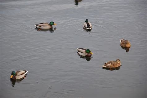 The Ducking Truth 5 Facts About Ducks You May Not Know Cupped Waterfowl