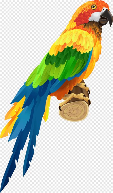 Beautiful Colorful Parrot On Twig Bird Fauna Wildlife Tropics