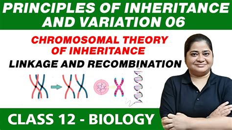 Principles Of Inheritance Variation 06 Chromosomal Theory Of