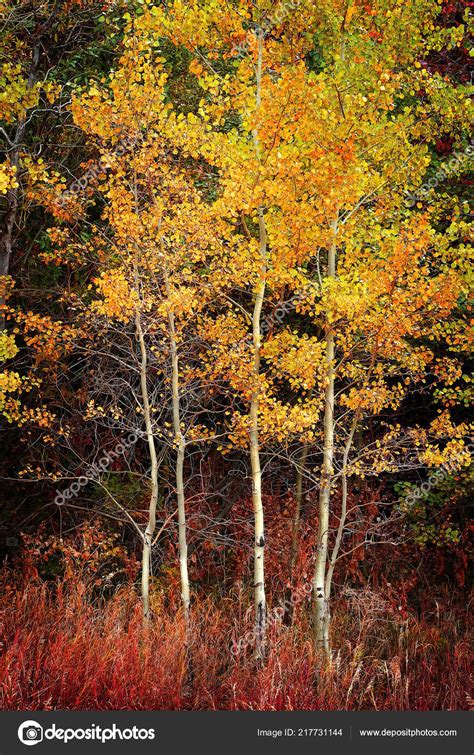 Autumn Aspen Trees Fall Colors Golden Leaves White Trunk Bark — Stock Photo © eric1513 #217731144