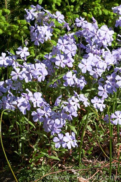 Phlox stolonifera Blue Ridge Photo | Blue ridge, Stock images free, Photo