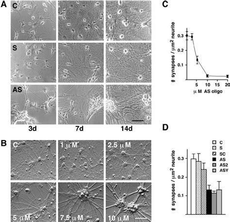 Agrin Antisense Oligonucleo Tides Induced A Change In Phenotype In Rat