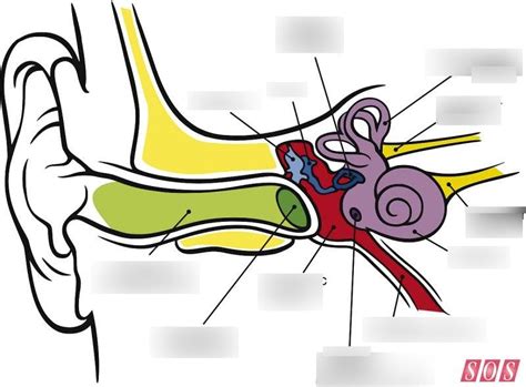 Ear Anatomy Diagram Quizlet