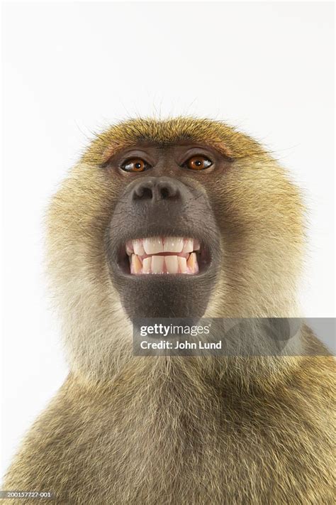 Baboon Smiling Portrait High-Res Stock Photo - Getty Images