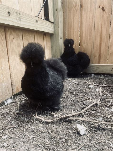 6 Show Quality Silkie Chicken Fertile Hatching Eggs All Colors Bearded