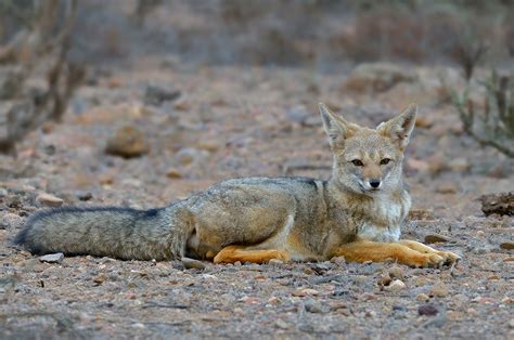 Zorro Chilla Lycalopex Griseus Camino A Punta De Choros Flickr