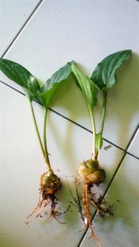 Jual Tanaman Keladi Tikus Lengkap Akar Umbi Batang Daun Grade A Organik Spesialis Herbal