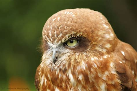 Grumpy Owl By Bryan Mcgowan 500px Owl Owl Photos Barn Owl