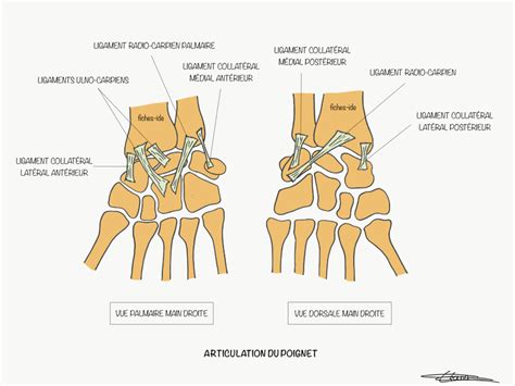 Articulation Du Poignet Fiches IDE