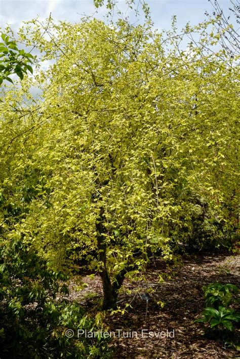 Cornus Mas Aurea Elegantissima Plantentuin Esveld