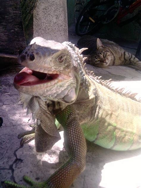 Funny Iguana photos |Funny Animal