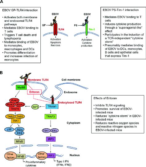 Mechanisms Of Ebola Virus EBOV Interaction With T Cells A Role Of