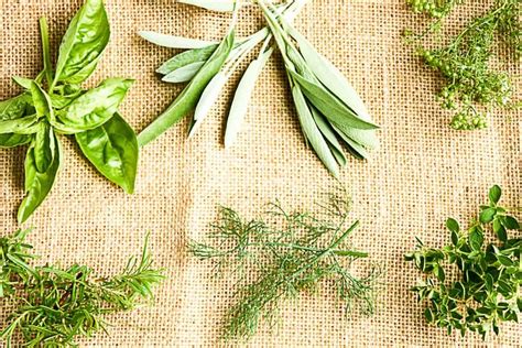 Preserving Fresh Herbs - 6 Ways For Summer Flavour Year Round | The ...