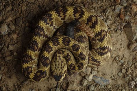 60 Crotalus Molossus Fotos Fotos De Stock Imagens E Fotos Royalty