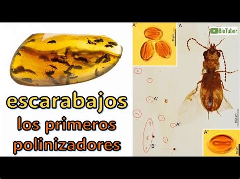 ESCARABAJOS Los Primeros Polinizadores YouTube