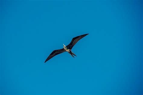 Pájaro fragata volando en el fondo del cielo en Baja California Sur