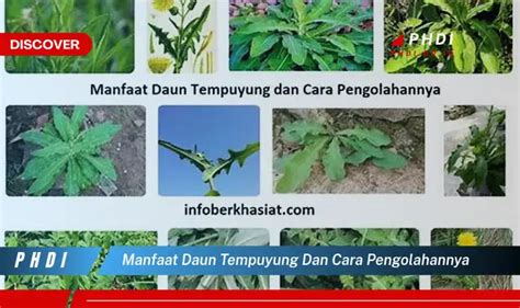 Ketahui 7 Manfaat Daun Tempuyung Dan Cara Pengolahannya Yang Wajib Kamu