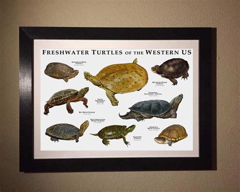 Freshwater Turtles Of The Western US Art Print Field Guide Etsy