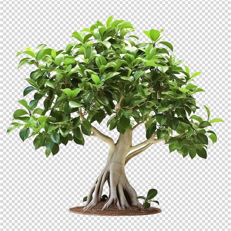 Árbol verde aislado sobre fondo transparente png Archivo PSD Premium