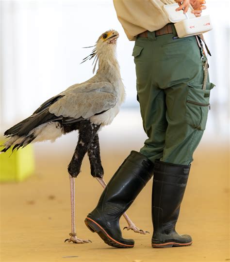 るいず On Twitter 一緒に歩くヘビクイワシ 東武動物公園 Qbueuiss0r Twitter