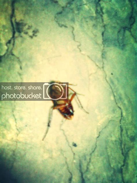 Sea Cockroach Videos | Photobucket